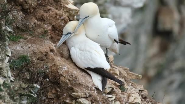 Gannets Ptakami Morskimi Rodzaju Morus Rodziny Sulidae Blisko Spokrewnionymi Cycuszkami — Wideo stockowe