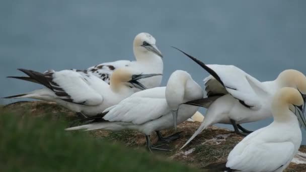 Gannets Son Aves Marinas Que Comprenden Género Morus Familia Sulidae — Vídeo de stock