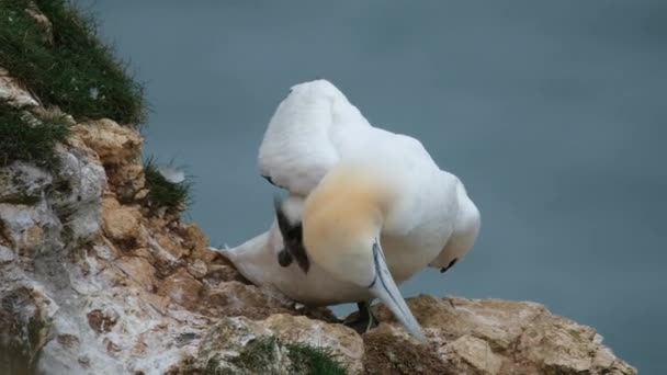Les Filets Maillants Sont Des Oiseaux Marins Appartenant Genre Morus — Video