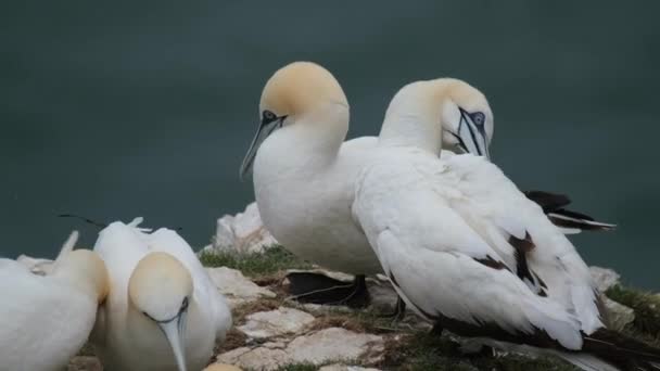 Gannets Ptakami Morskimi Rodzaju Morus Rodziny Sulidae Blisko Spokrewnionymi Cycuszkami — Wideo stockowe