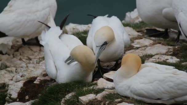 Gannets นนกทะเลท ประกอบด วยสก Morus ในครอบคร Sulidae ยวข องอย างใกล — วีดีโอสต็อก