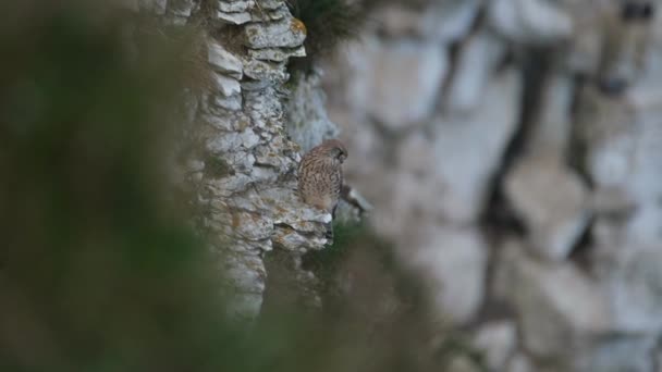 Kestrel Comun Este Pasăre Specii Pradă Aparținând Grupului Kestrel Din — Videoclip de stoc