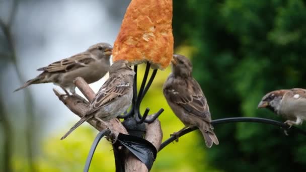 Dům Vrabec Pták Vrabčí Rodiny Passeridae Která Nachází Většině Částí — Stock video