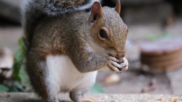 東灰色のリスは単に灰色のリスとも呼ばれ シウルス属のツリーリスです それは最も宗教的で生態学的に不可欠な自然林再生装置である東北米に自生します — ストック動画