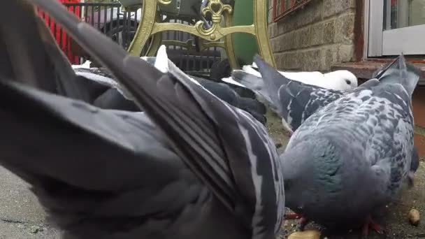 Pigeons Sauvages Nourrissant Dans Jardin Maison Urbaine Sur Les Graines — Video