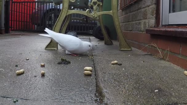 Pigeons Sauvages Nourrissant Dans Jardin Maison Urbaine Sur Les Graines — Video