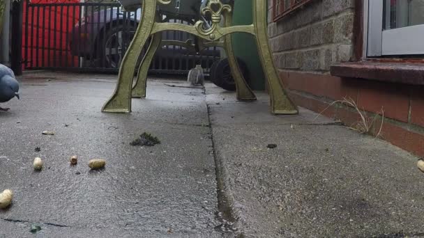 Esquilo Cinzento Pombos Selvagens Alimentando Reino Unido Jardim Casa Urbana — Vídeo de Stock