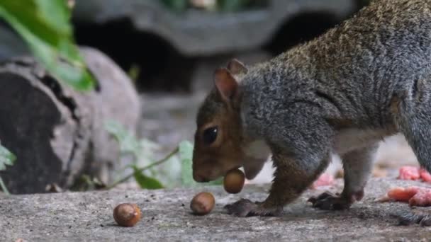 Grey Squirrel Feeding Hazel Nuts Urban House Garden — Stock Video