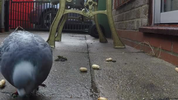 Écureuil Gris Pigeons Sauvages Nourrissant Dans Jardin Maison Urbaine Britannique — Video