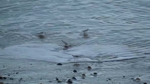 Små Vadande Fåglar Östkusten Brittisk Strand Som Rinner Från Vågor — Stockvideo