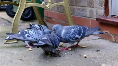 Şehir bahçesinde tohum ve fındıkla beslenen yabani güvercin sürüsü. İngiltere.
