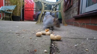 Gri sincap şehir bahçesinde maymun fındığı topluyor ve onları kış yiyecekleri mağazası olarak gömmeye götürüyor. İngiltere.