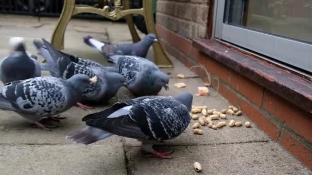 Rebanho Pombos Selvagens Alimentando Sementes Nozes Jardim Casa Urbana Reino — Vídeo de Stock