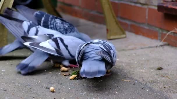 Flock Feral Pigeons Feeding Seed Nuts Urban House Garden — Stock Video