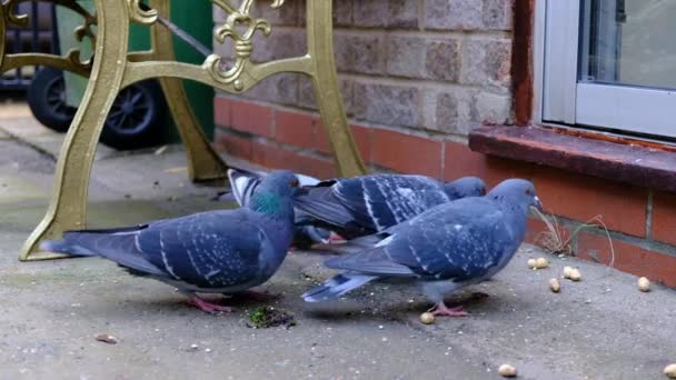 Manada Palomas Salvajes Que Alimentan Semillas Frutos Secos Jardín Urbano — Vídeo de stock