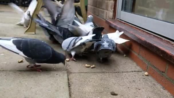 Troupeau Pigeons Sauvages Nourrissant Graines Noix Dans Jardin Urbain Royaume — Video