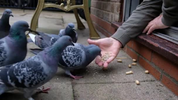Troupeau Pigeons Sauvages Nourrissant Graines Noix Dans Jardin Urbain Retirer — Video