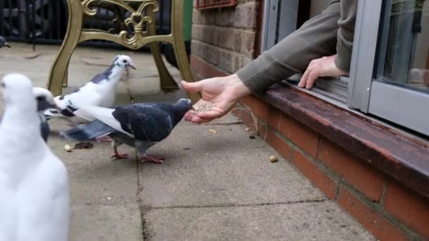 Troupeau Pigeons Sauvages Nourrissant Graines Noix Dans Jardin Urbain Retirer — Video