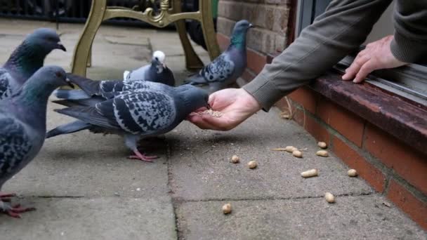 Manada Palomas Salvajes Que Alimentan Semillas Frutos Secos Jardín Casa — Vídeos de Stock