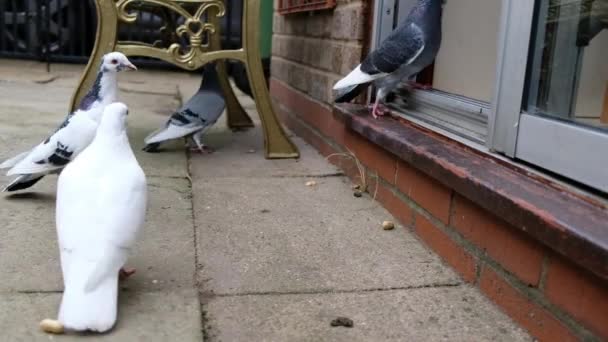 Troupeau Pigeons Sauvages Nourrissant Graines Noix Dans Jardin Urbain Royaume — Video