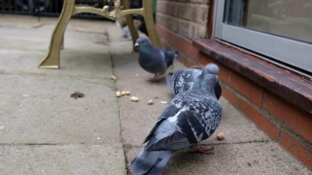 Flock Feral Pigeons Feeding Seed Nuts Urban House Garden Grey — Stock Video