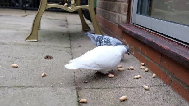 Troupeau Pigeons Sauvages Nourrissant Graines Noix Dans Jardin Urbain Écureuil — Video