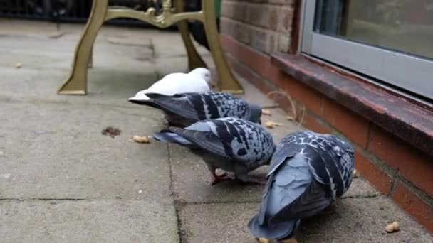 Troupeau Pigeons Sauvages Nourrissant Graines Noix Dans Jardin Urbain Écureuil — Video