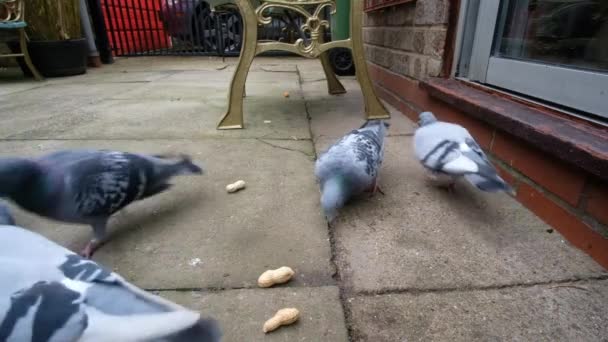 Troupeau Pigeons Sauvages Nourrissant Graines Noix Dans Jardin Urbain Royaume — Video
