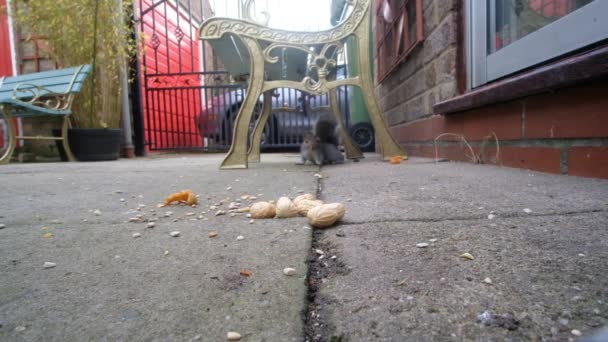 都会の庭でサルの実を取って冬の食料品店として埋葬する灰色のリス イギリス — ストック動画