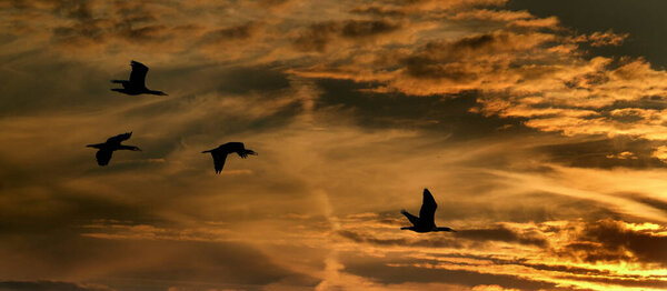 Phalacrocoracidae is a family of approximately 40 species of aquatic birds commonly known as cormorants and shags.