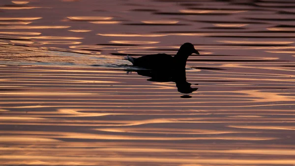 Los Mohensa Veces Llamados Gallinas Pantanosas Son Aves Acuáticas Tamaño —  Fotos de Stock