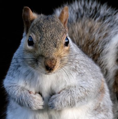 Doğu gri sincabı ya da kısaca gri sincap, Sciurus familyasından bir ağaç sincabı. Kuzey Amerika 'nın doğusunda yer alır ve ekolojik olarak en önemli doğal orman yenileyicisidir.