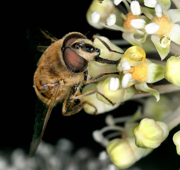 Schwebfliegen Auch Blütenfliegen Oder Syrphidae Genannt Bilden Die Insektenfamilie Syrphidae — Stockfoto