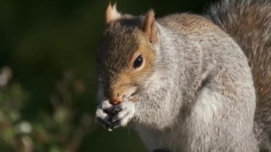 Doğu gri sincabı ya da kısaca gri sincap, Sciurus familyasından bir ağaç sincabı. Kuzey Amerika 'nın doğusunda yer alır ve ekolojik olarak en önemli doğal orman yenileyicisidir..