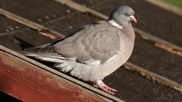 Pigeon Des Bois Est Une Grande Espèce Famille Des Colombes — Video