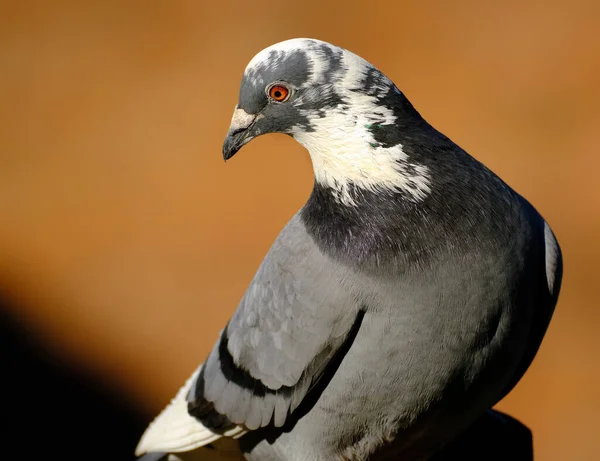 Feral Pigeons Also Called City Doves City Pigeons Street Pigeons — Fotografia de Stock