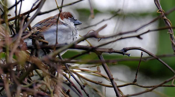 Huismus Passeridae Een Vogel Uit Familie Passeridae Mussen — Stockfoto