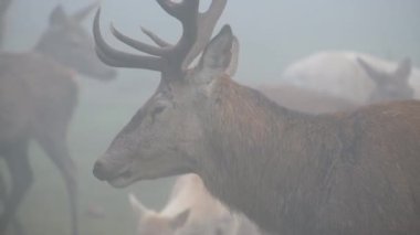 Kızıl geyik en büyük geyik türlerinden biridir. Erkek kızıl geyiğe geyik ya da geyik, dişiye ise arka geyik denir. Kızıl geyik Avrupa, Kafkasya Dağları, Anadolu, İran ve Batı Asya 'nın bazı bölgelerinde yaşar..