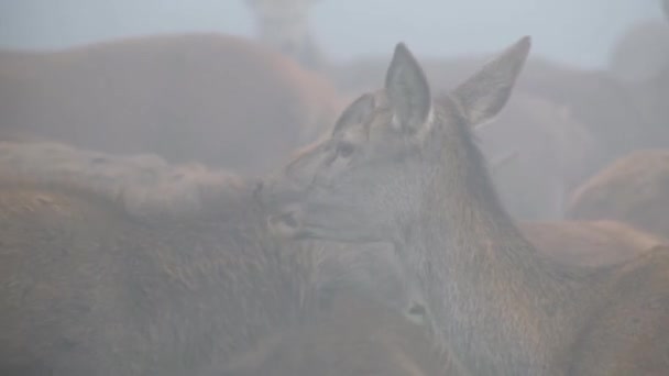 红鹿是鹿类中最大的品种之一 公鹿叫公鹿或公鹿 母的叫后鹿 红鹿栖息于欧洲大部分地区 高加索地区 伊朗安纳托利亚和西亚部分地区 — 图库视频影像