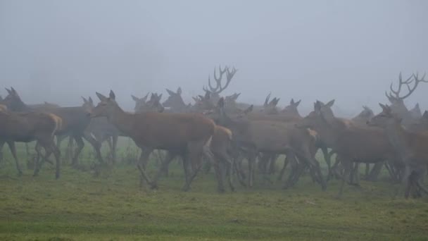 Red Deer One Largest Deer Species Male Red Deer Called — Vídeo de Stock