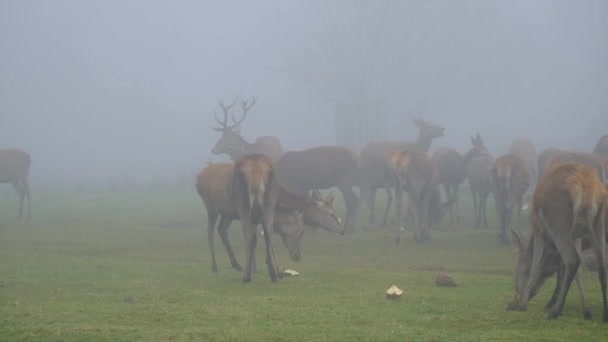 Red Deer One Largest Deer Species Male Red Deer Called — Stockvideo