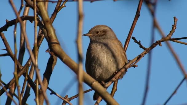 Dunnock Adalah Seekor Burung Pengicau Kecil Atau Burung Bertengger Yang — Stok Video