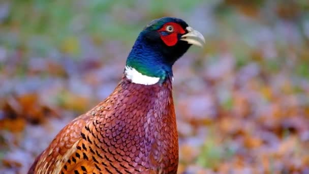 Fazanten Fazanten Zijn Vogels Uit Familie Fazanten Phasianidae Hoewel Hele — Stockvideo