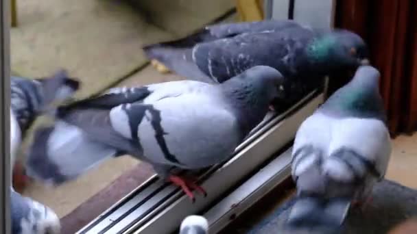 Les Pigeons Sauvages Aussi Appelés Colombes Ville Pigeons Ville Pigeons — Video