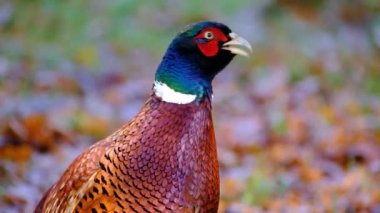 Sülünler, Phasianidae familyasından Galliformes familyasına ait birkaç cins kuş türü. Dünya çapında tanıtılan popülasyonlarda bulunsalar da sülün türlerinin doğal çeşitliliği Avrasya ile sınırlıdır..