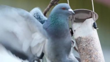 Güvercinler, aynı zamanda şehir güvercinleri, şehir güvercinleri ya da sokak güvercinleri olarak da bilinir, vahşi doğaya dönen güvercinlerin soyundan gelirler..