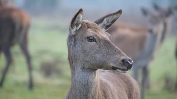 红鹿是鹿类中最大的品种之一 公鹿叫公鹿或公鹿 母的叫后鹿 红鹿居住在欧洲大部分地区 高加索地区 伊朗安纳托利亚和西亚部分地区 多雾的一天 — 图库视频影像