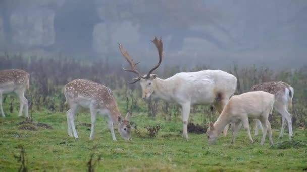 欧洲的休养鹿也被称为普通休养鹿 或简称休养鹿 是一种反刍动物 属于天牛科 罕见的白色雄鹿 — 图库视频影像