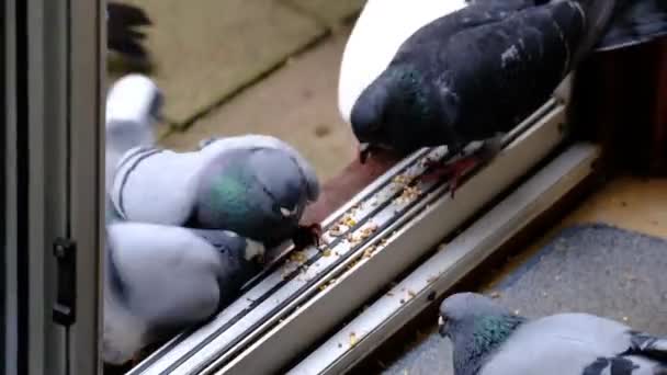 Gołębie Łąkowe Zwane Także Gołębiami Miejskimi Gołębiami Miejskimi Lub Gołębiami — Wideo stockowe