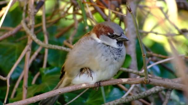 House Sparrow Bird Sparrow Family Passeridae Found Most Parts World — Vídeo de stock